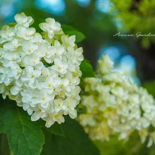 カシワバアジサイ（柏葉紫陽花）- Oak Leaved Hydrangea