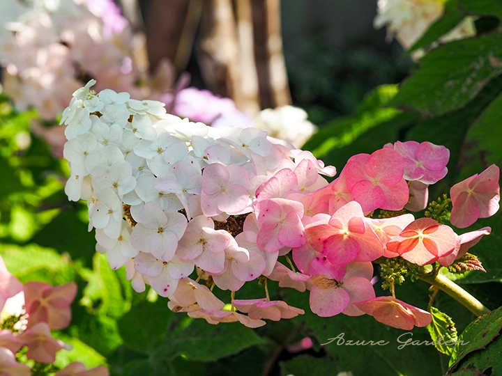 カシワバアジサイ（柏葉紫陽花）｜円錐形の花と葉の美しさが特徴の