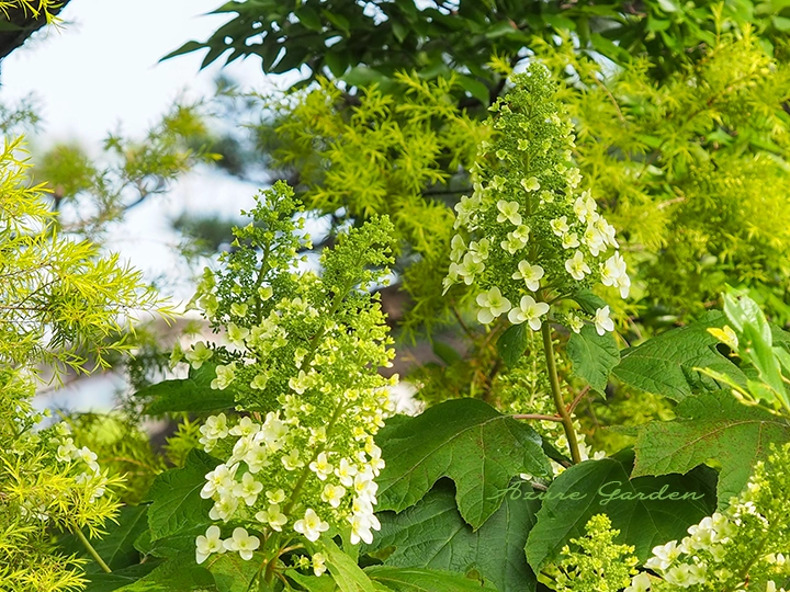 カシワバアジサイ（柏葉紫陽花）｜円錐形の花と葉の美しさが特徴の