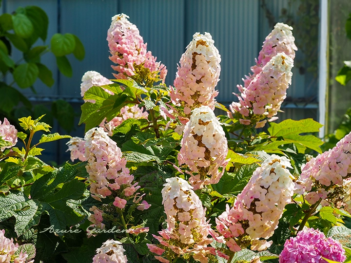 カシワバアジサイ（柏葉紫陽花）｜円錐形の花と葉の美しさが特徴の
