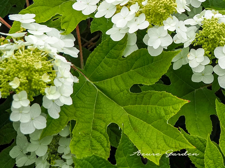 カシワバアジサイ（柏葉紫陽花）｜円錐形の花と葉の美しさが特徴の