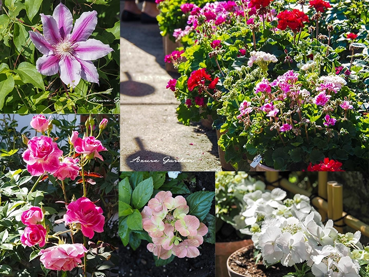 おふさ観音の境内で見られたバラやアジサイ、季節の花々