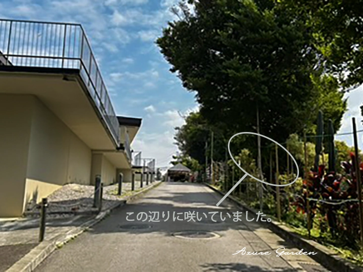 クメノサクラを見つけた場所