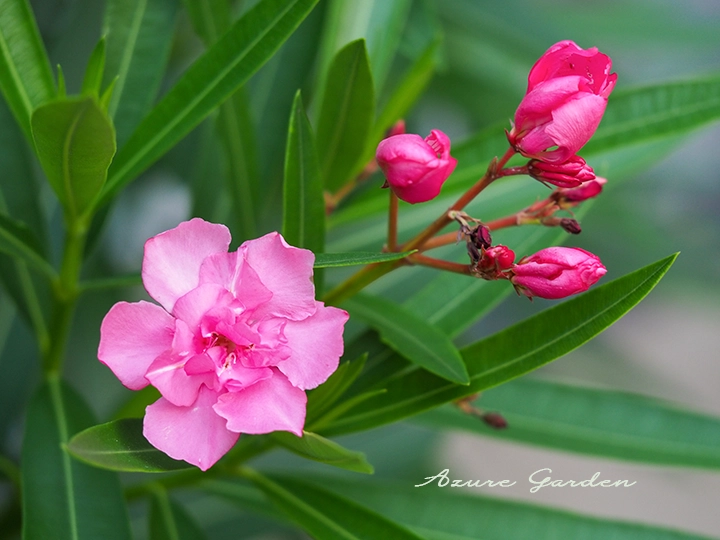 キョウチクトウの花