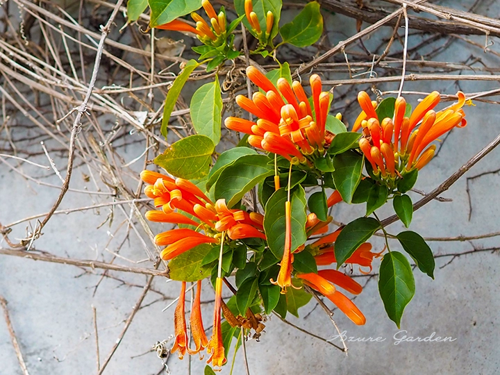 筒状の花がまとまって咲くカエンカズラ