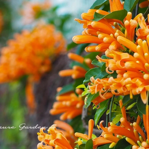 カエンカズラ（火焔葛）- Orange Trumpet Vine