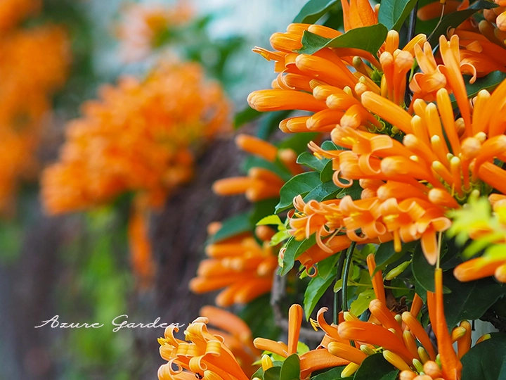カエンカズラ（火焔葛）- Orange Trumpet Vine