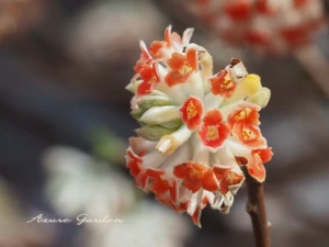 ベニバナミツマタ（紅花三椏）- Oriental Paperbush