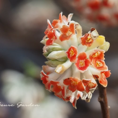 ベニバナミツマタ（紅花三椏）- Oriental Paperbush