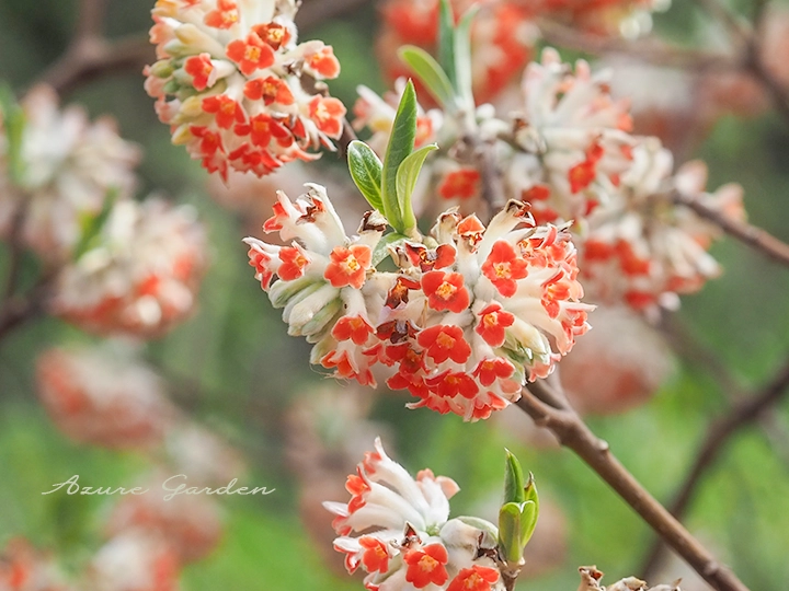 ベニバナミツマタの花