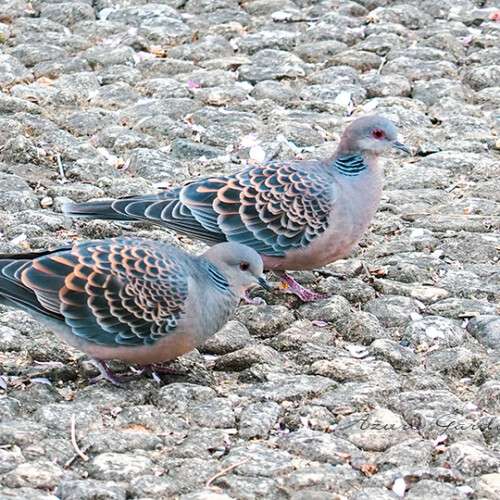 キジバト（Oriental Turtle Dove）