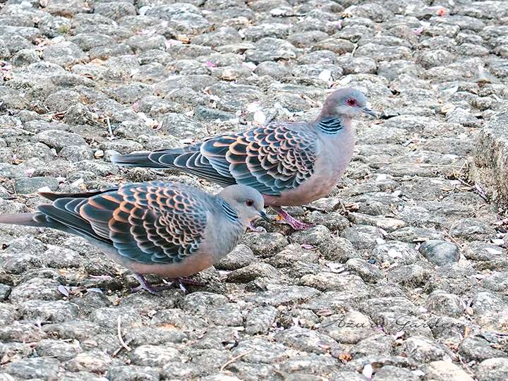 キジバト（Oriental Turtle Dove）