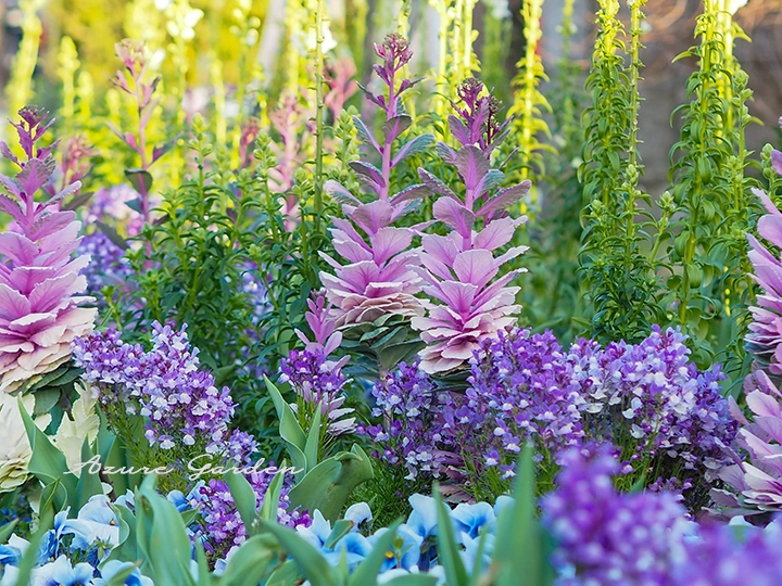 春の花壇で花茎を伸ばしたピンク色のハボタン
