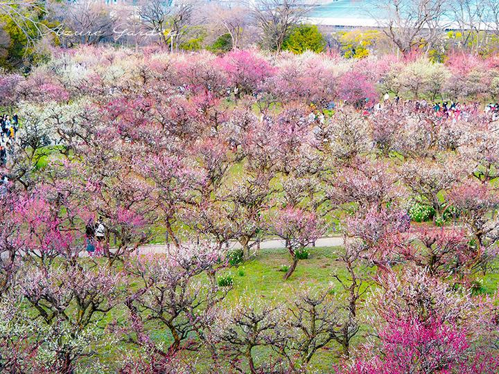 大阪城 梅林