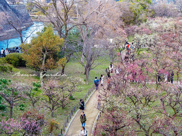 大阪城公園の梅林