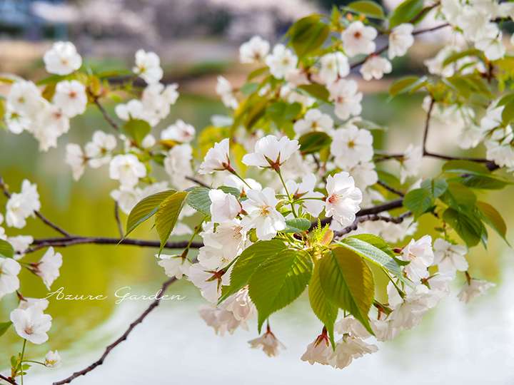 オオシマザクラ(大島桜)- 'Oshimazakura' sakura