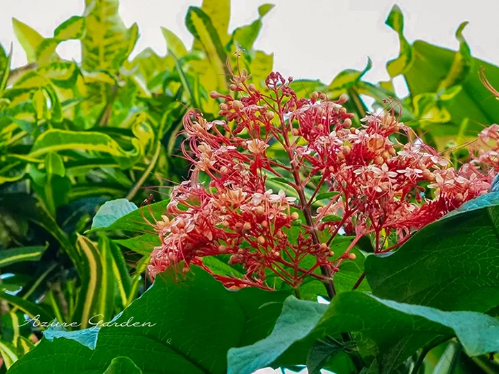 パゴダフラワーの特徴的な三角錐状の花房