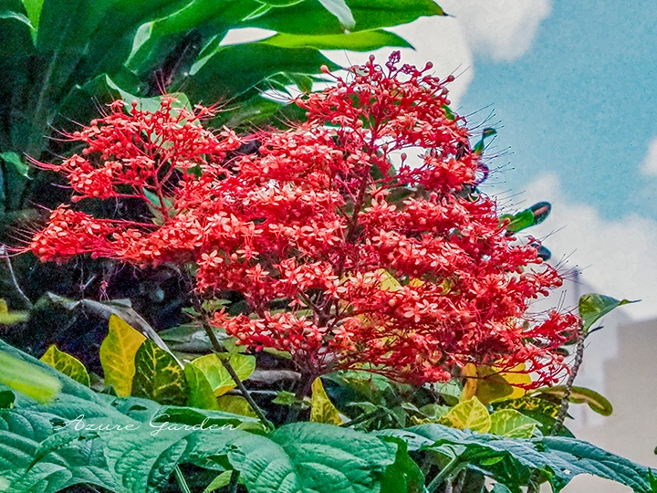 パゴダフラワーの三角錐状に咲く花房