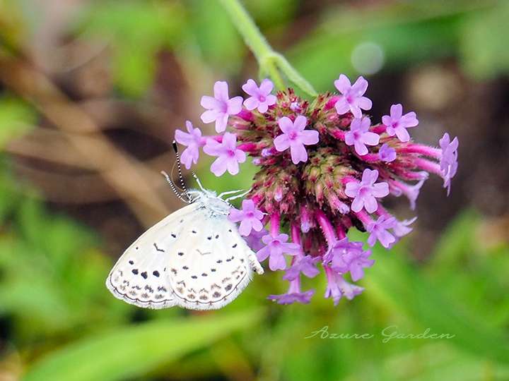 ヤマトシジミ(Pale grass blue)