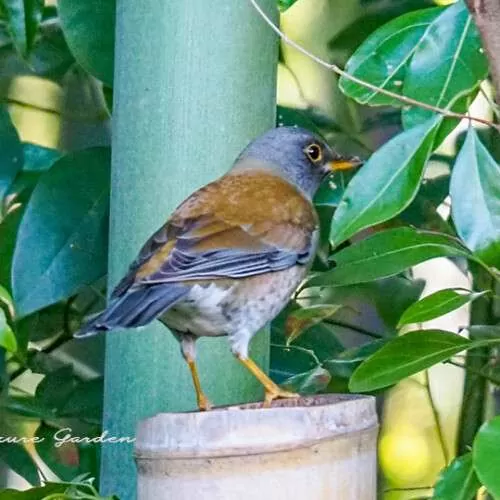 シロハラ（Pale Thrush）