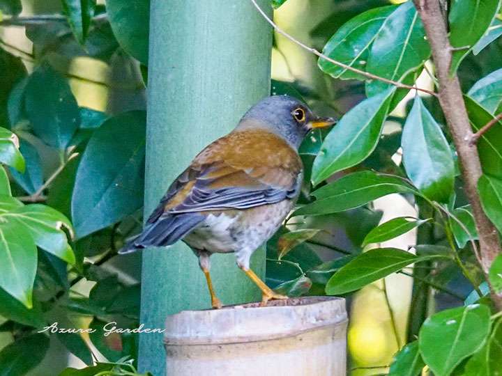 シロハラ（Pale Thrush）