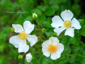 ミヤコイバラ(Rosa paniculigera)