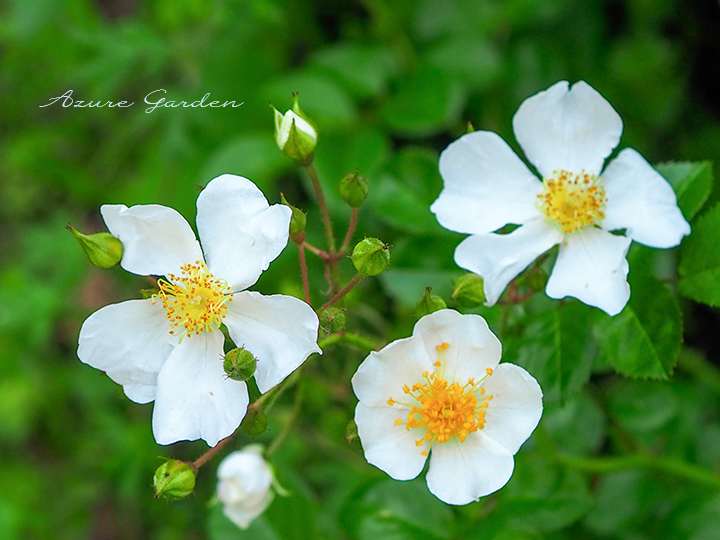 ミヤコイバラ（Rosa paniculigera）