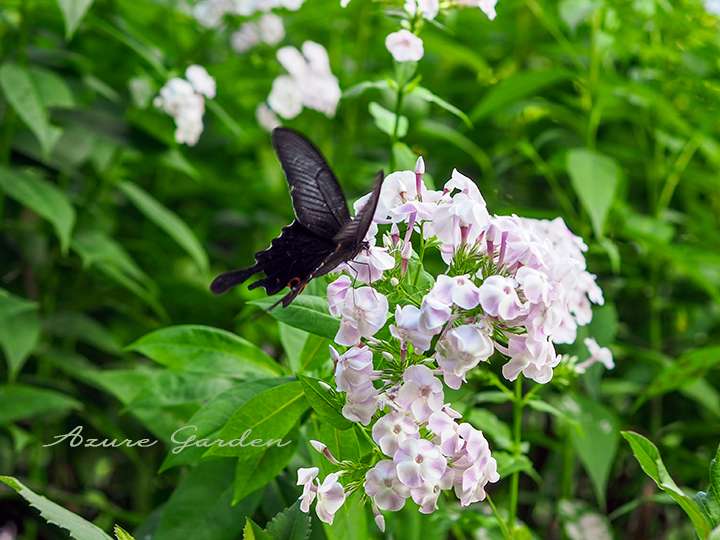 オナガアゲハ(Papilio macilentus)