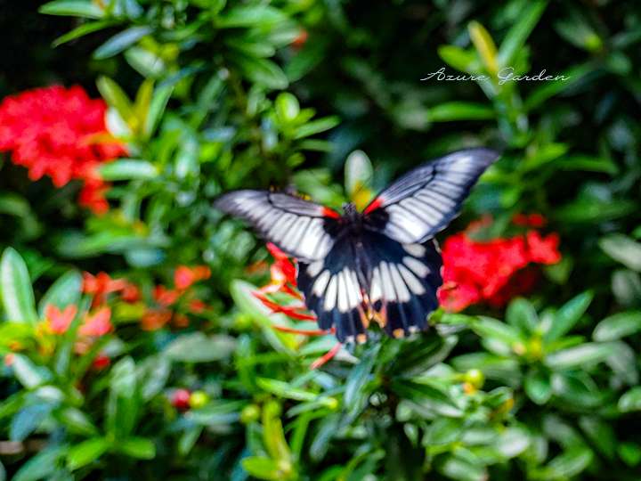 ナガサキアゲハ(Papilio memnon