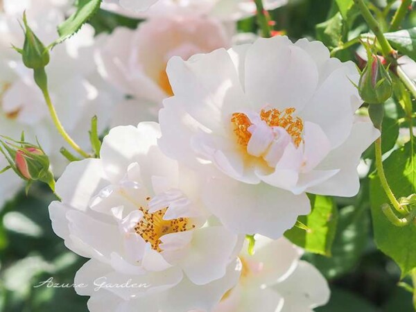 ピーチブロッサム(Peach Blossom)
