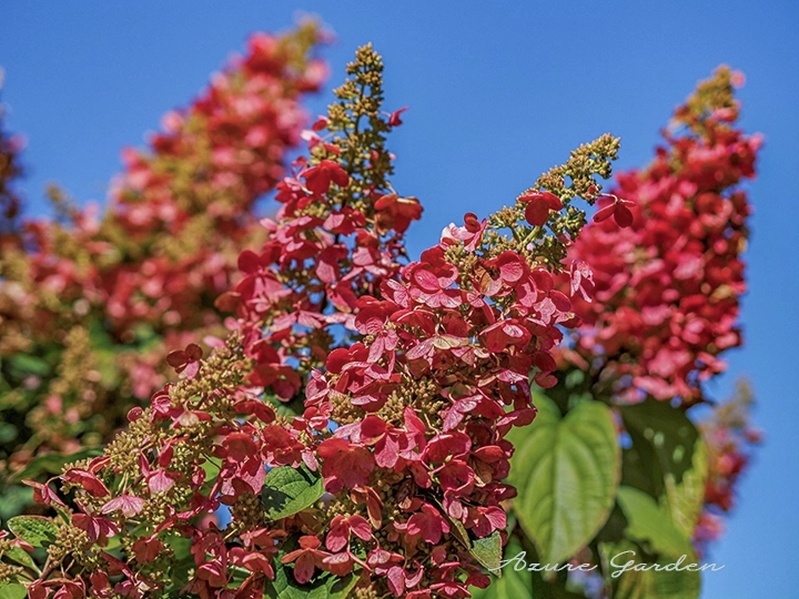 ボリュームのある花房をつけたノリウツギ