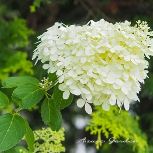 ノリウツギ（糊空木）｜円錐形の花が特徴のアジサイ科の花木と名前の由来
