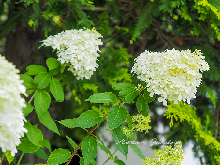 円錐状の花を咲かせるノリウツギ