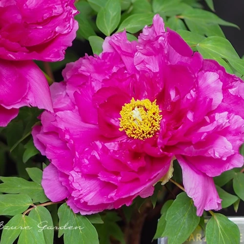 ボタン（牡丹）- Peony