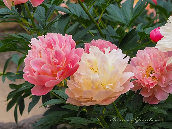 花びらが幾重にも重なる牡丹の様子