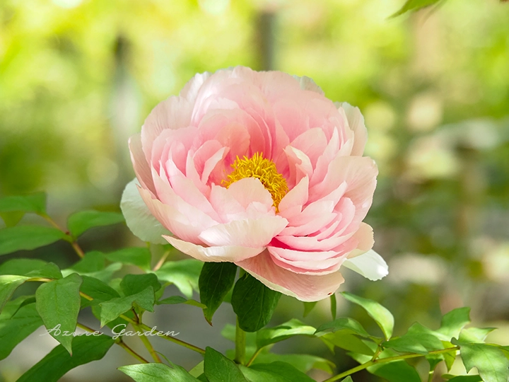 淡い色合いで咲く気品ある牡丹の花