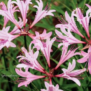 タヌキノカミソリ｜ピンクの花が可愛らしい野の花