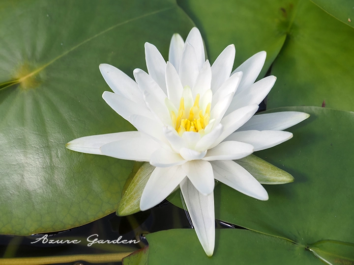 ペリーズ・ダブルホワイト(Perry's Double White)