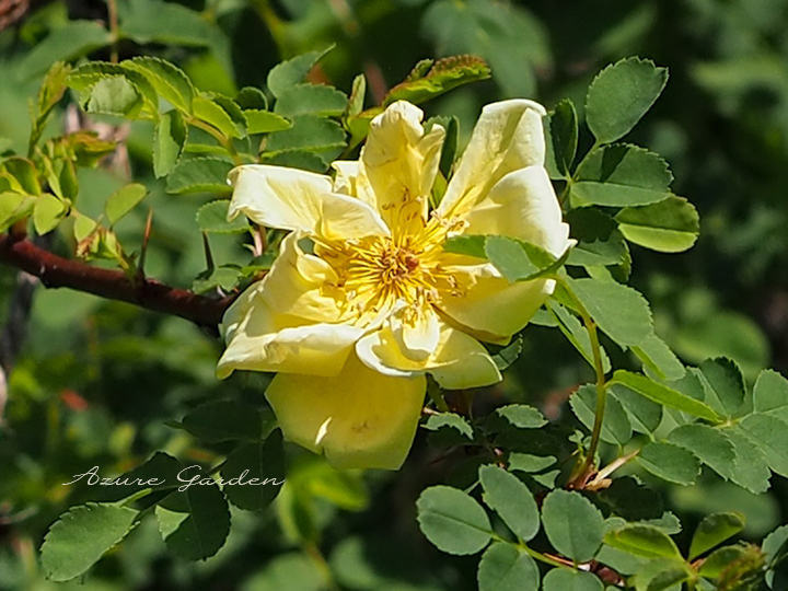 ロサ フォエティダ ペルシアーナ（Rosa foetida persiana）