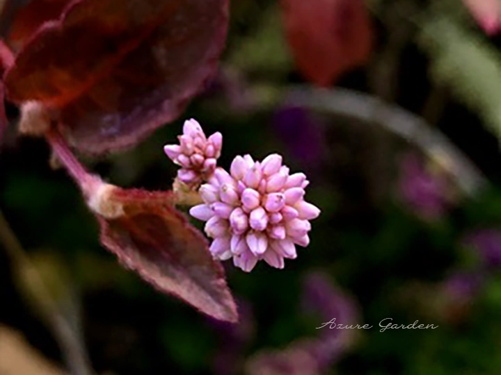 小さなピンク色の花が丸く集まって咲くヒメツルソバ