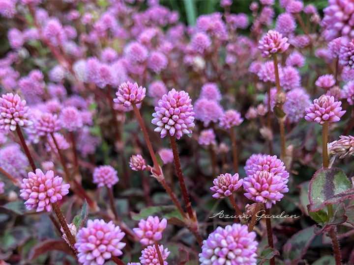 群生してたくさんのピンク色の花を咲かせるヒメツルソバ