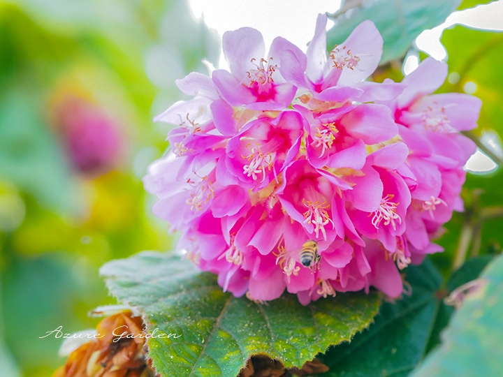 球状のピンク色の花房をつくるドンベア