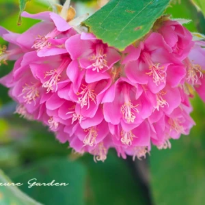 ドンベア（ピンクボール）｜ボール状の花を咲かせるアオイ科の植物
