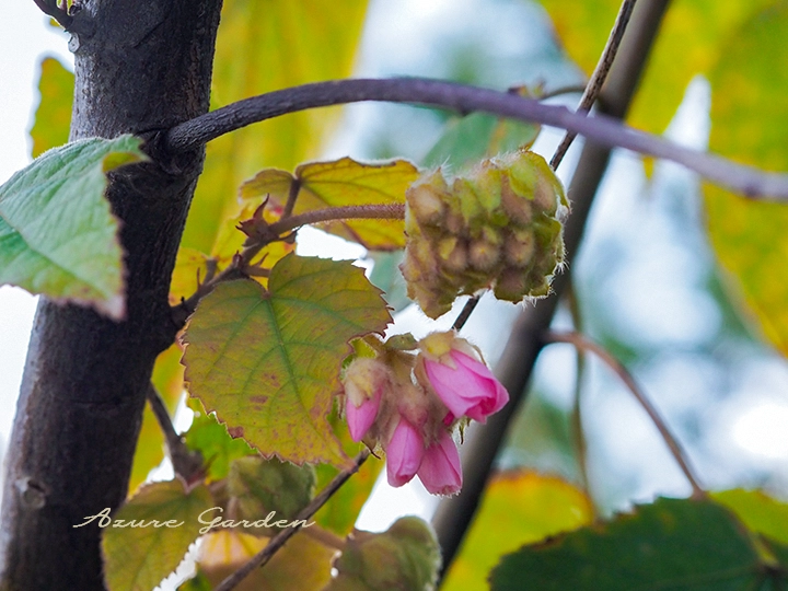 開花前の蕾を付けたドンベア