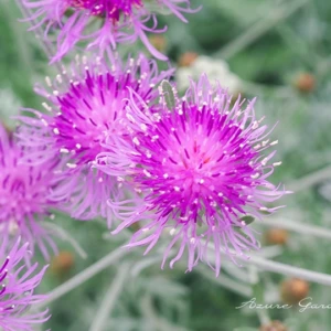 セントーレア・ギムノカルパ｜ピンクの花とシルバーリーフが魅力の宿根草