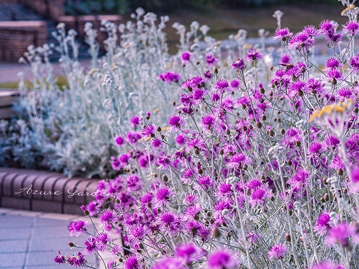 公園に咲くセントーレア・ギムノカルパ