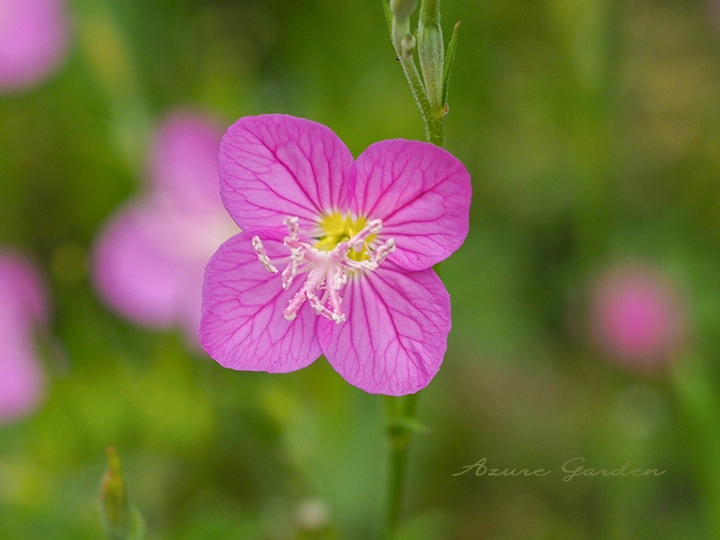 ユウゲショウ(夕化粧)- Pink Evening Primrose