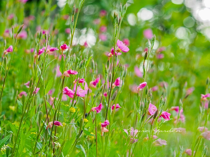 道端や芝生の中に咲くユウゲショウ（夕化粧）