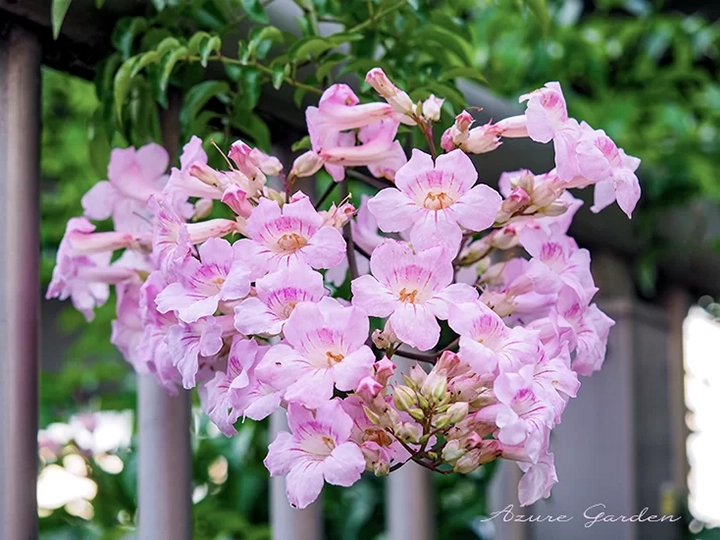 ピンクノウゼンカズラ - Pink Trumpet Vine