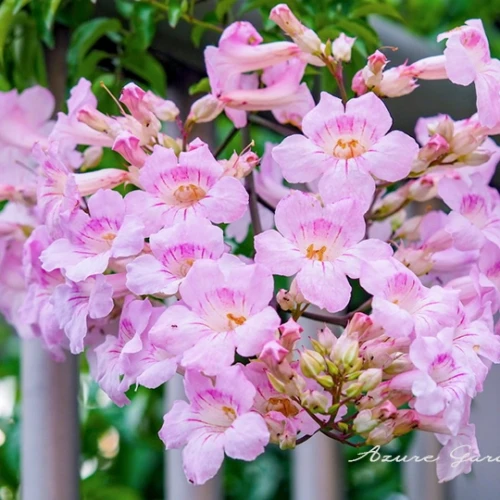 ピンクノウゼンカズラ - Pink Trumpet Vine